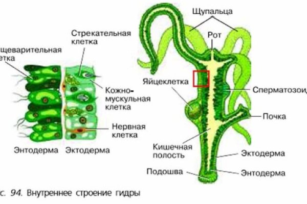 Пиратия кракен