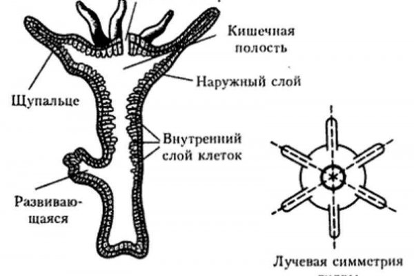 Регистрация на kraken